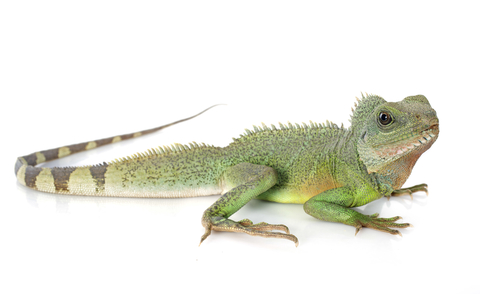 Chinese Water Dragon For Sale Cheap, Chinese Water Dragon For Sale Near Me, Chinese Water Dragon For Sale, Chinese Water Dragon For Sale Uk, Chinese Water Dragonfor Sale Europe, Chinese Water Dragon For Sale Europe